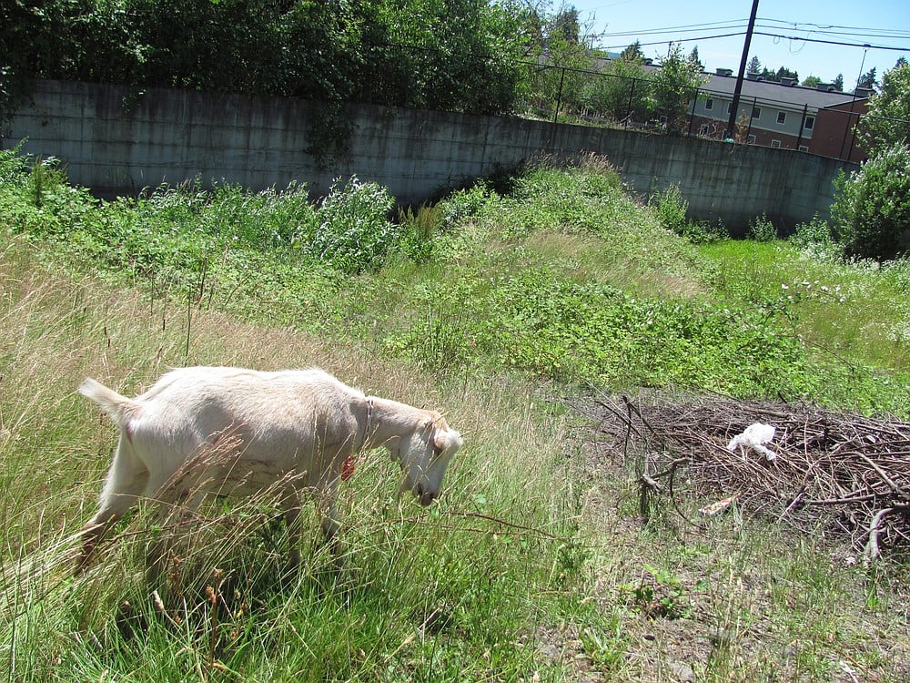 A goat grazes within a storm water retention area in Washougal. Sixteen goats were rented by the Krause Meadows Homeowners Association, to eat a variety of plant life. "This is not something anyone in the subdivision had seen done before," said Association President Holly Ruth.
