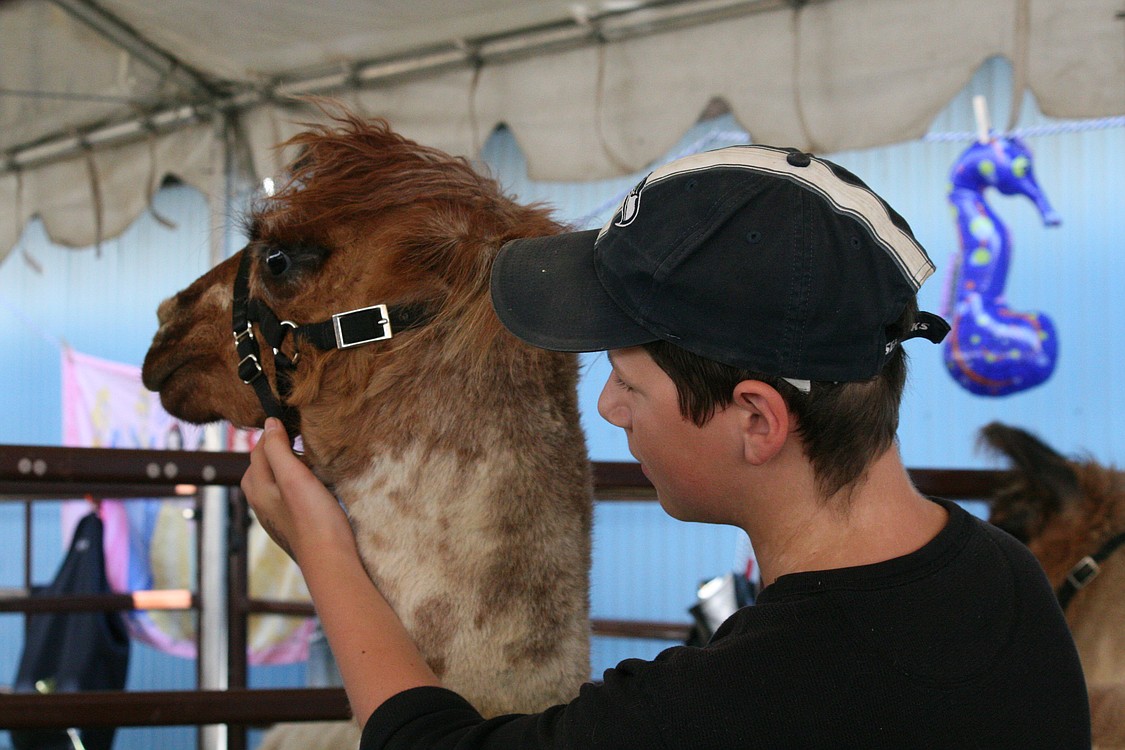 Andrew Murray interacts with "Crazy Heart," the llama during opening day at the Clark County Fair. He has been a member of 4-H for six years.