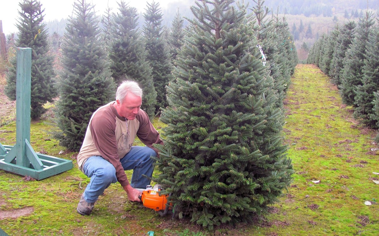 Art Malfait chops down a Fraser fir for his first customer last week.