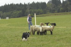 Donna Donahue of Yelm, Wash., will be among the participants in the Lacamas Valley Sheepdog Trial Aug. 19 through 22, near Camas. The event, which will be held at the Johnston Dairy, is being organized for sixth year by Lynn Johnston. For more information, visit www.lvsdt.com.