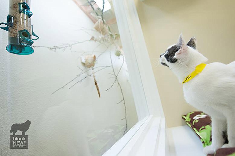 Mimosa looks at the bird area at The Cats Meow Luxury Boarding, in East Vancouver. Individual studios have sky boxes and climbing structures. Some of the suites have flat screen TVs.