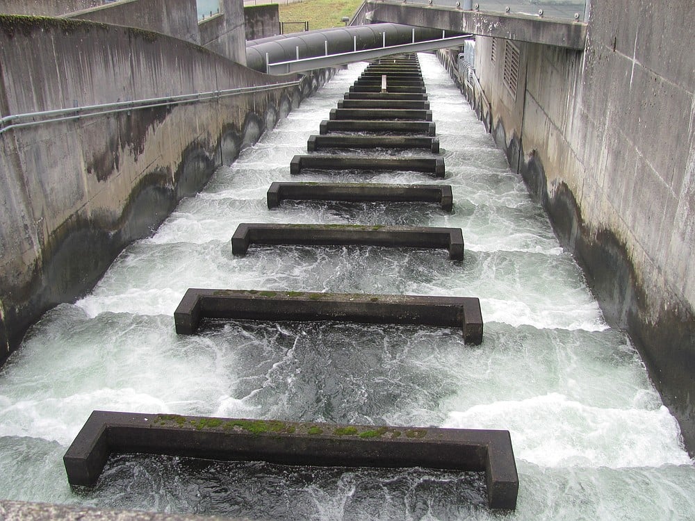The fish ladder at Bonneville Dam is a major tourist attraction.  It enables fish to pass around barriers by swimming and leaping up a series of low steps into water on the other side of the dam.