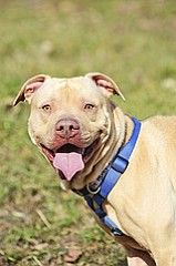 Cutty is a 3-year-old pit bull mix who was rescued by the West Columbia Gorge Humane Society the day before he was scheduled to be euthanized. He is a friendly dog who loves to snuggle, and does well around children.