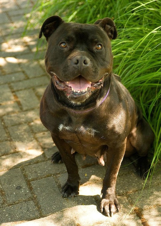 Photo by Amie Bittle
Dee Dee is a 3-year-old pit bull mix. She is looking for a home that will be dedicated to feeding her treats, giving her belly rubs and joining her in hours of play.