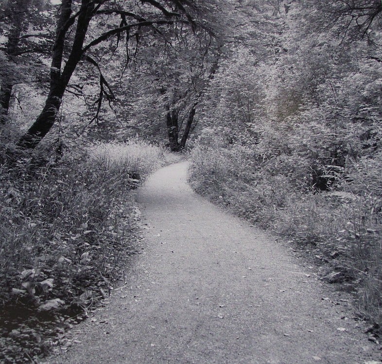 This image of the Lacamas Creek trail is one of several that de Lory captured during his project for Hayes Freedom High School.