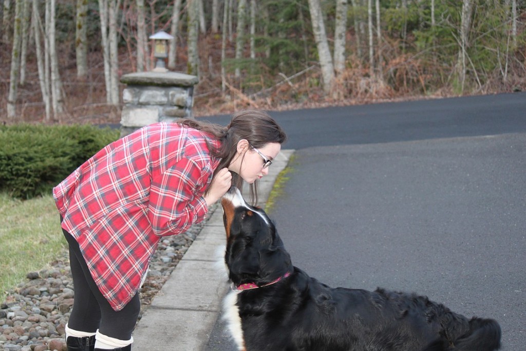 Lauren Weber, 17, (pictured above) along with her parents, Dawn and Bob, and brother, Matthew, 19, live on five acres in the Livingston Mountain area of Camas. The family has five Bernese mountain dogs, including siblings, Link and Zee, 9, as well as Apple, 5, Gloree, 3 and Bruno, 2.  Berners are working dogs with origins in the farm areas of Switzerland. They are known for their calm nature and developing a strong attachment to their owners. Gloree (pictured above) has proven to be a great show dog who loves to perform and travel. "Gloree is really smart. She learns things really quickly," Lauren said.  "She also loves riding in cars. She gets mad when you don't bring her along. She took to (participating in dog shows) really well."