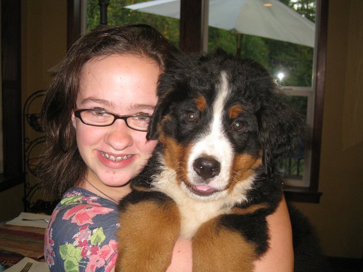 Pictured above in the summer of 2011, Lauren Weber raised and trained Gloree from the time the Bernese mountain dog was 8 months old. The 17-year-old Camas High School senior has raised and trained all of her dogs. Gloree is now 3.