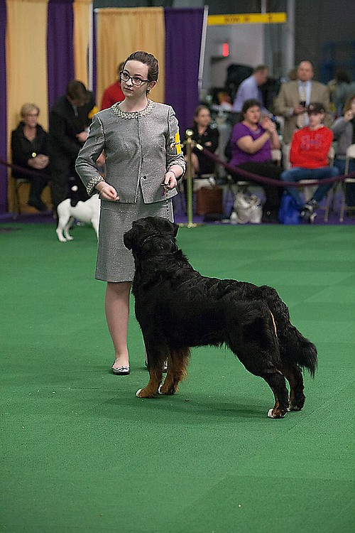 In 2013, after several years of competing in 4-H and American Kennel Club dog shows, Weber decided to set a goal to earn an invitation to the famous WKC show. She was in New York City to compete in the Junior Showmanship event (pictured at left) Feb. 16 and 17, 2015.