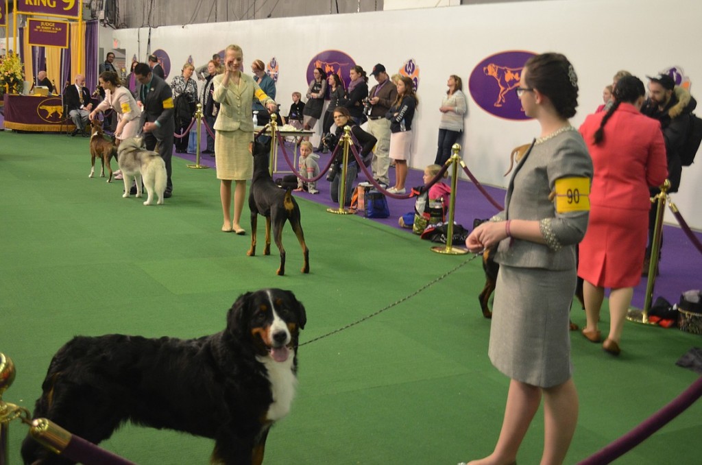 After winning nine "Best Junior Handler" awards at shows in Oregon, Washington and California, Lauren Weber and Gloree (her registered name is Champion Brechbuhler's Goin' For The Gloree V Autumn Hills) earned an invitation to compete at the Westminster Kennel Club Dog Show in New York City in February. Weber said the experience was a "dream come true."
