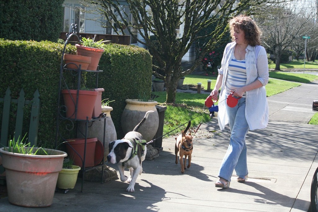 Amy Parent took Joe and Teddy, out for a walk Thursday, in Camas. Joe is an American bulldog-pit bull mix that was found injured in Texas. It is believed he was a bait dog that was used in the training of dogs for fighting. Parent adopted Joe, after reading about his situation on Facebook.