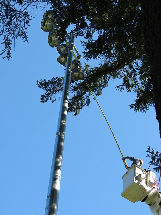 A Clark PUD member trims branches around one of the new light posts.
