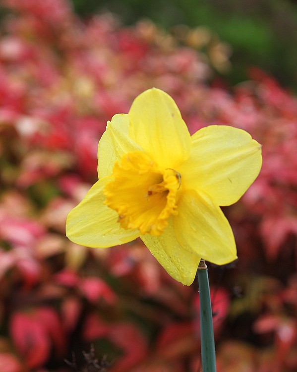 With the season of spring officially beginning on Thursday, March 20, daffodils in hues of yellow, orange and white are popping up everywhere.
