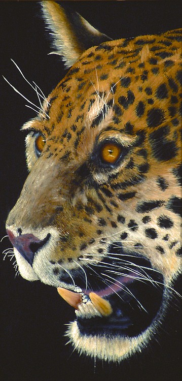 This leopard was created using oil paints on dream canvas. It was inspired by a photo taken at the Philadelphia Zoo.