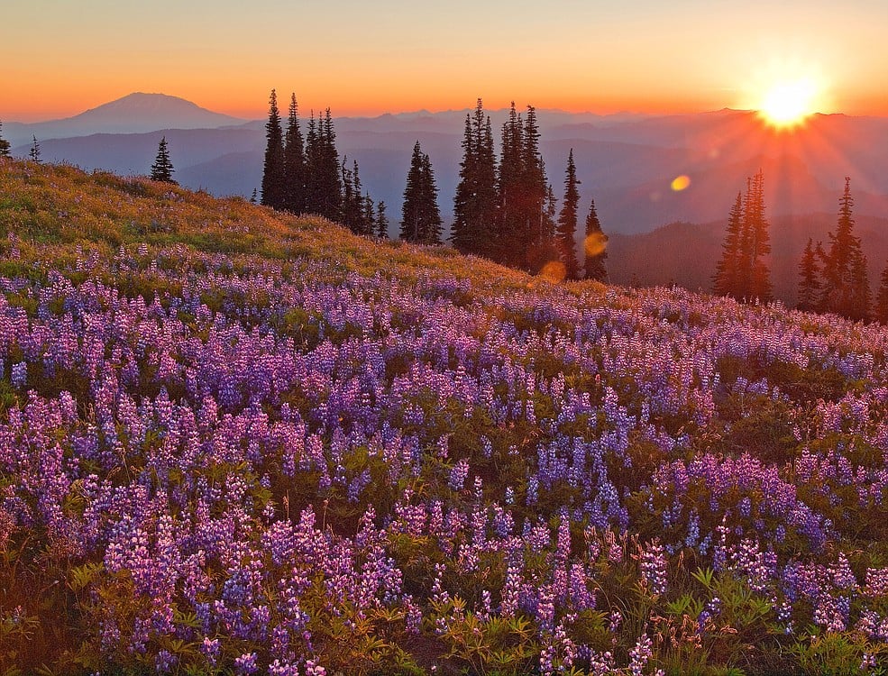 A lupine meadow at sunset will be one of the featured photos in Lloyd's exhibit.