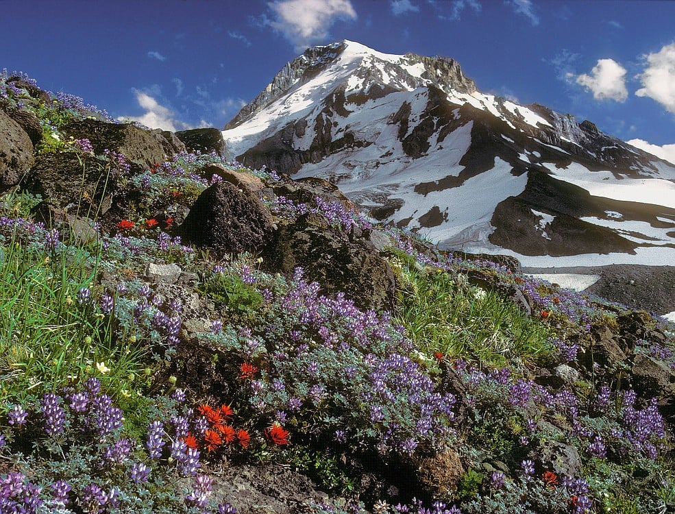 This photograph of the alpine tundra at Mount Hood will be a part of photographer Darryl Lloyd's Second Story Gallery exhibit.