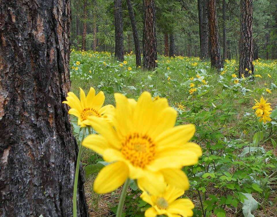 Bosse sometimes finds inspiration for his work while hiking in Camas.