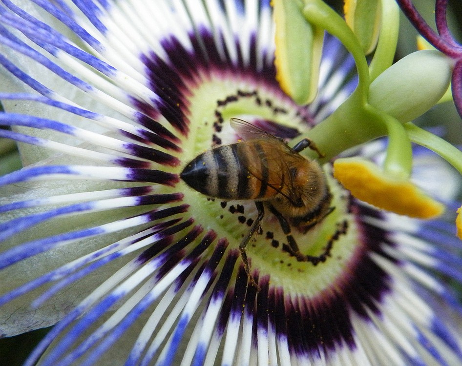Alan Bosse's photo, "Passion and Bee," was shot while he was in Long Beach, Calif. working as a truck driver.