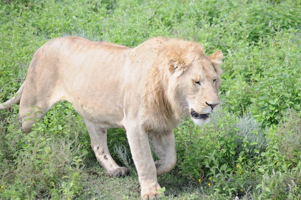 A lion wanders through one of the many wildlife parks in Tanzania. "It was like being in an issue of National Geographic," said Julie Scott Seaman.
