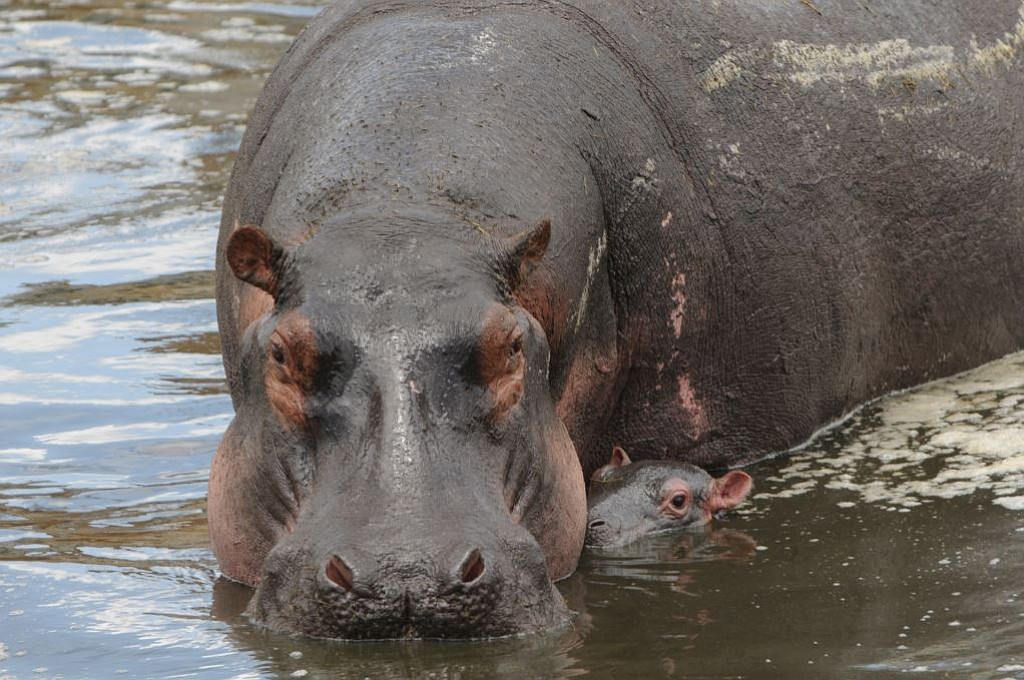 Photos contributed by Alicia Seaman
Hippos were a common sight near the Ngorongoro Crater in Tanzania, Africa.
