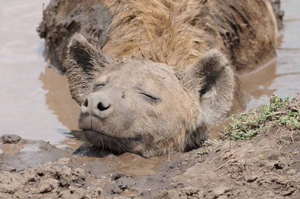 A hyena soaks in a mud puddle on the side of a dusty road in the Serengeti.