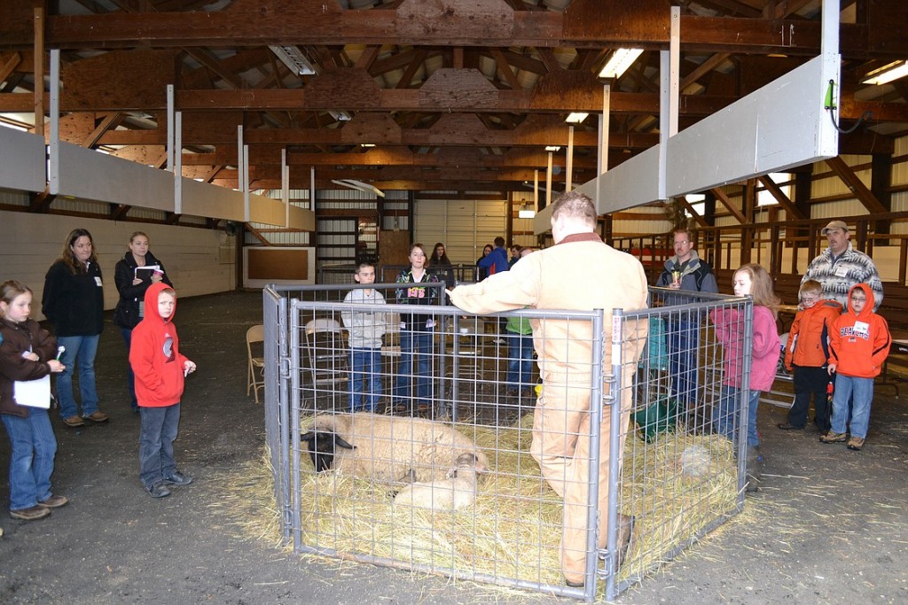 Washougal resident and avid 4-H volunteer Jeff Cross explains how to show sheep in county fairs and other events. He was joined by his daughter, Kiara. The event raised money for area 4-H clubs.