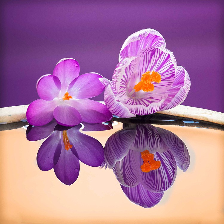 Two crocus blooms are featured in a photo taken by Kirsten Muskat, founder and president of the Camas Camera Club. The "Spring Reflections" photo was part of the club's monthly assignment. "The assignments are cast rather wide, so that every photographer can find his or her own way into it," Muskat said. "It is always exciting to see the different interpretations our members have on an assignment."