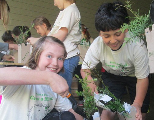 Cape Horn-Skye fourth-grader Samantha Mederos, plants a Western hemlock sapling using a recyclable carton that was planted with the tree. The biodegradable carton provides protection to the tree's roots as it grows.