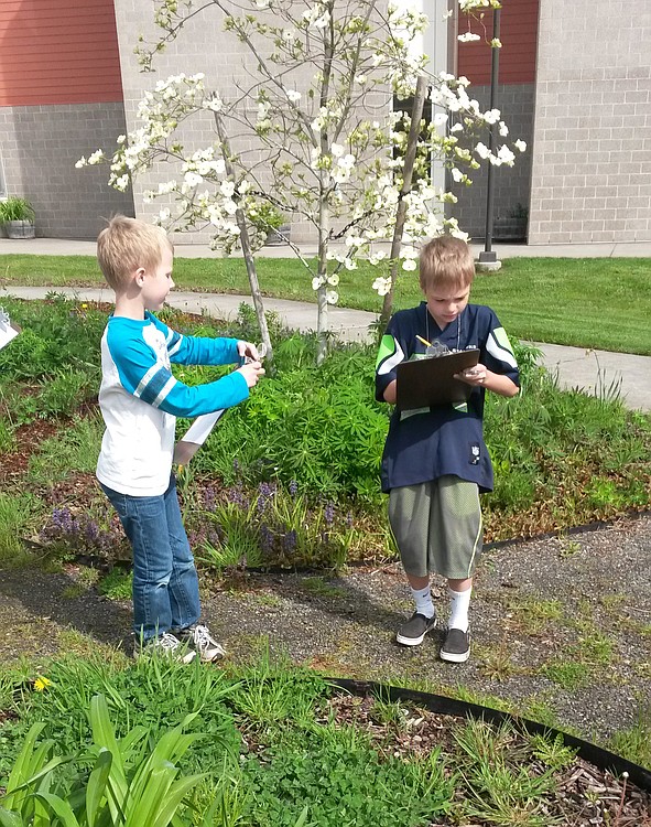 Second-grade students at Grass Valley Elementary participate in an insect inventory during Earth Day.