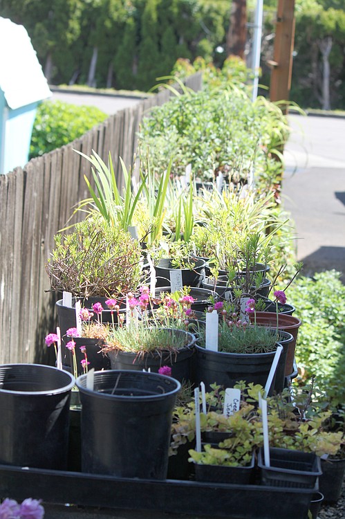 The outdoor area surrounding the Two Rivers Heritage Museum in Washougal is overflowing with donations of plants, flowers and shrubs, in anticipation of the upcoming sales Saturday, May 16, and Sunday, June 7. They are the museum's largest annual fundraisers.