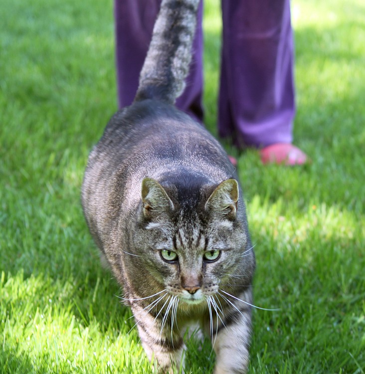 Garden cat "Pussy Ladd En" roams the grounds at the home of Thor and Lilla Larsen in Washougal. The friendly feline can often be seen nuzzling up against Lilla's legs. "When she hears my clippers, she comes running."