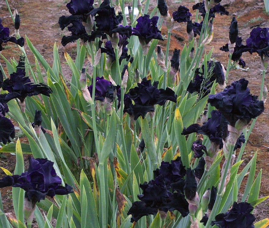 The Dark Passion Schreiner iris is on display at the Mount Pleasant Iris Farm.