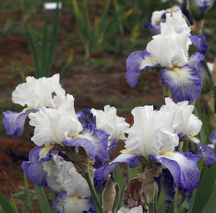 The Fabuleux Cayeux is on display at the Mount Pleasant Iris Farm.
