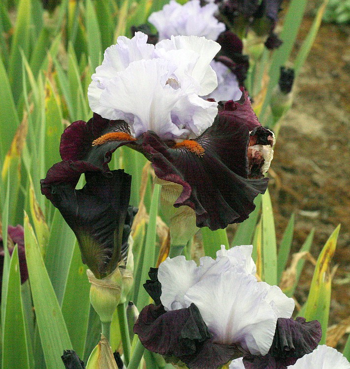 This iris is called the Full Figured Johnson.