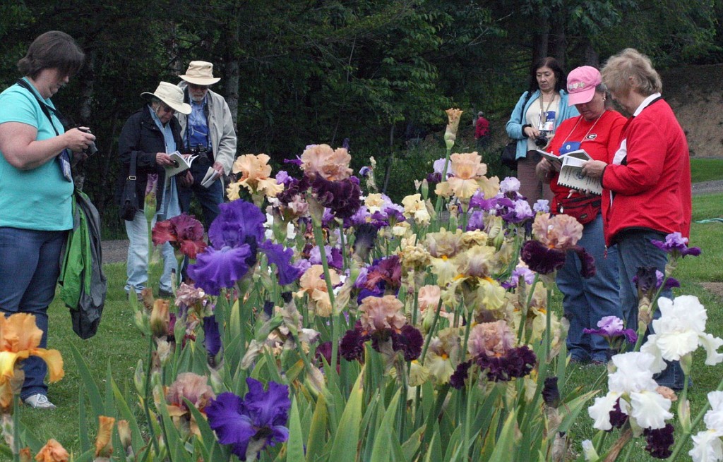 More than 600 breeders, growers and judges from around the world evaluated the newest work in iris breeding during the national convention, which was held at the Mount Pleasant Iris Farm in Washougal.