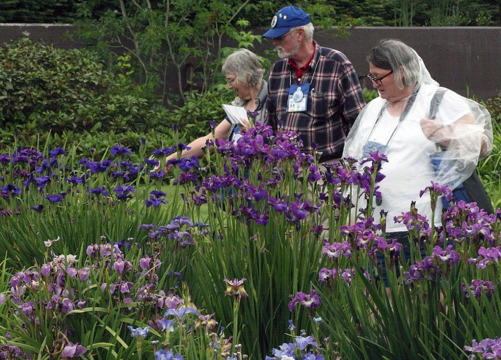 American Iris Society judges take a closer look at some of the plants on display.