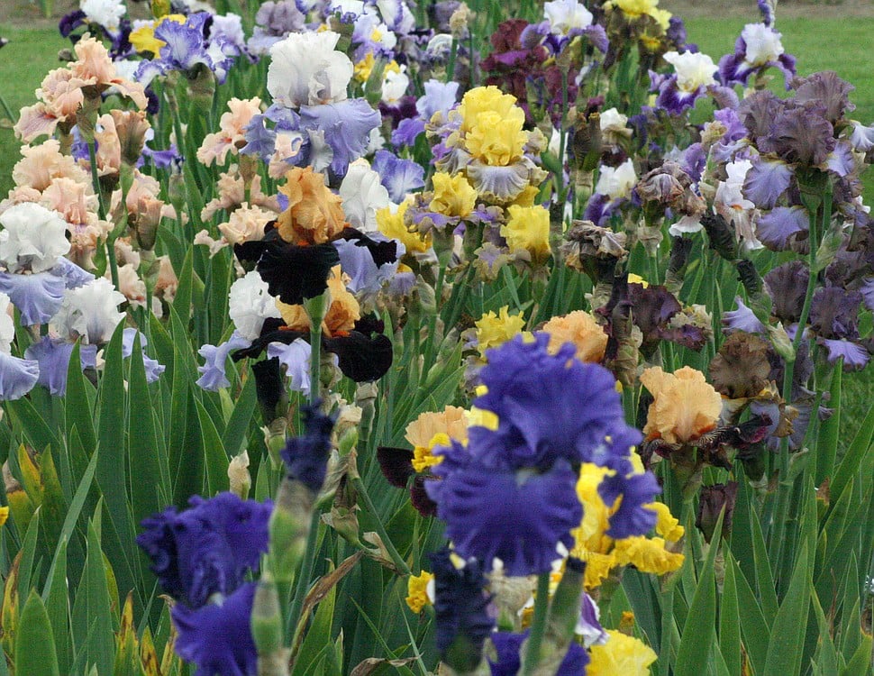 A dazzling array of color greets those who visit the Mount Pleasant Iris Farm.