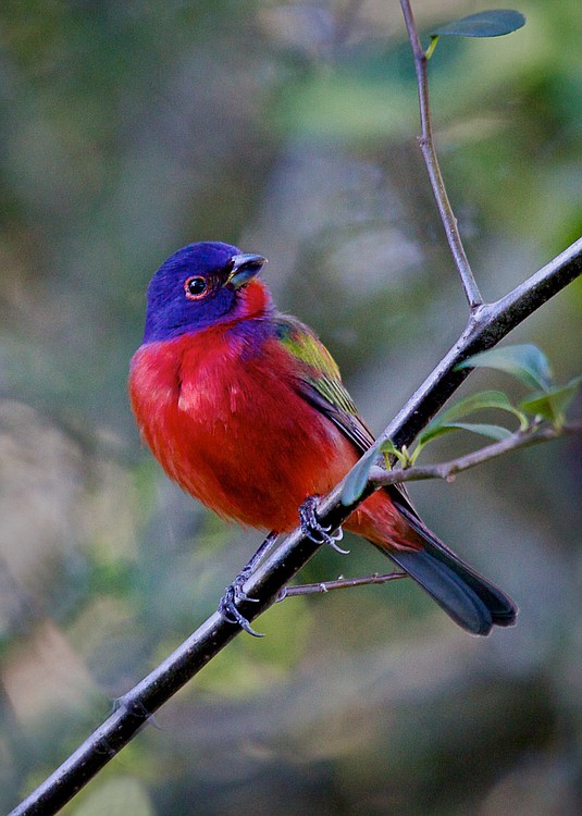 This image by Lois Settlemeyer in Lake Wales, Fla., will be part of the Second Story Gallery exhibit.