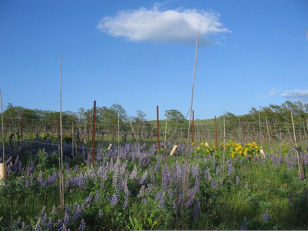 Lupines dominate a portion of the vineyard. Dobson and Perillo use a process called restorative farming to ensure the ecosystem remains balanced.