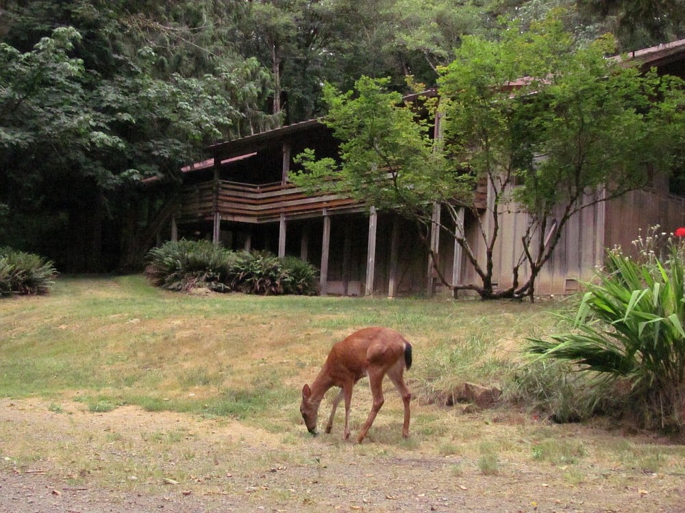 Deer wander freely around the 142 acres of grounds of Camp Melacoma, and are even hand-fed by Dodi and Andy Jensen, who formed the non-profit Camp Melacoma Association to purchase the site. Nieman Lodge (pictured above) includes a dining room for 200 people, sleeping quarters and kitchen. Due to high levels of naturally occurring arsenic found in the water, the facility has not operated as a camp since 2010. A water treatment plan is being formulated.