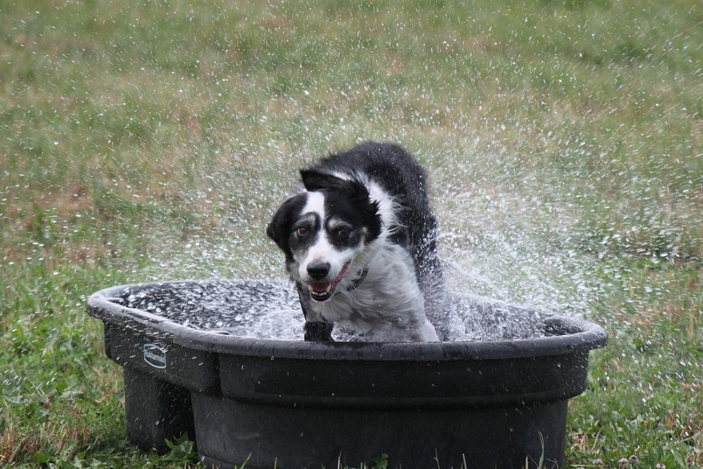 Butch, owned by Angie Untisz of Bend, Ore., cools off after competing in the open class round of the Lacamas Valley Sheepdog Trial at the Johnston Farm in Camas on Friday. The ninth-annual event drew more than 150 dogs and their handlers during its four-day run.
