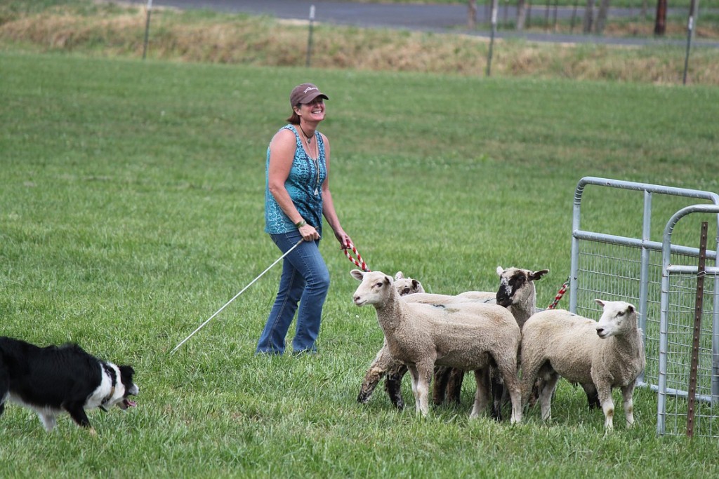 On Friday afternoon, Untisz could only laugh as she simply ran out of time as she worked to complete the final element of the course -- to guide her dog Butch to assist the sheep into the pen.