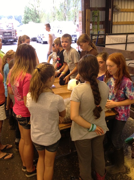 Dakota (center) teaches a class on rabbit care at the Skamania County Fair recently. His friends and family refer to him as 'the rabbit sponge,' for the information he retains about the animals.