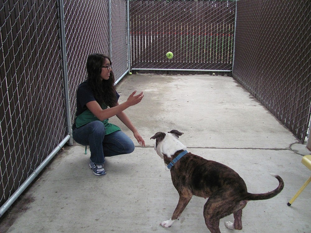Malini Naidu tosses a ball for Castilla. Teen volunteers walk and socialize the dogs, in addition to cleaning and laundry duties.
