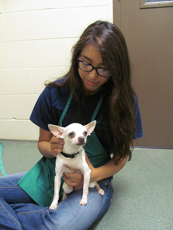 Naidu, 17, visits with Chai the Chihuahua during her volunteer shift at HSSW.