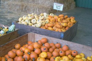 Joe's Place Farms has a variety of pumpkins and other decorative gourds for purchase.