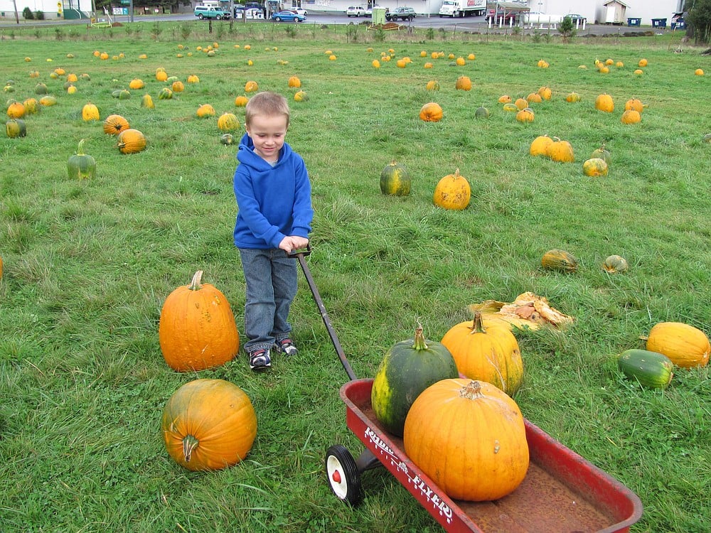 Selecting just the right pumpkin is a challenge for many. Sometimes, it is necessary to choose at least two.