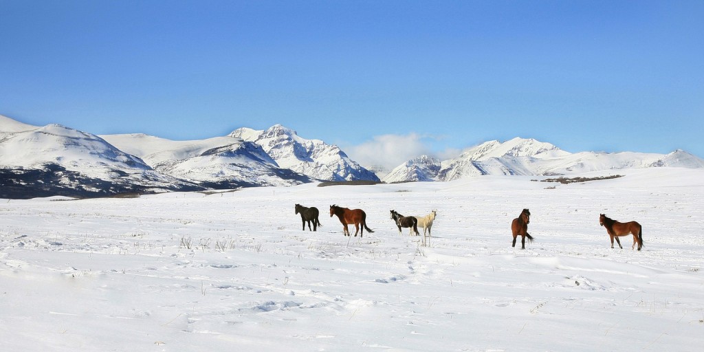 Horses stand in a field near Glacier National Park in Montana.