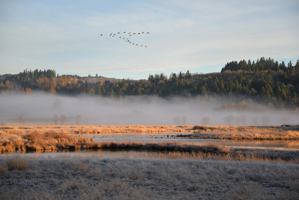 Irish took this photo as the fog was lifting over a pond at Steigerwald Lake National Wildlife Refuge.