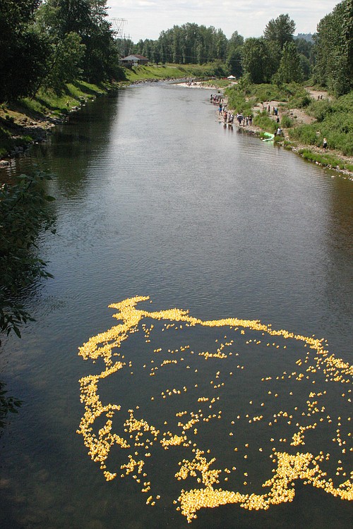 Hundreds of bright yellow plastic ducks were launched off of the Third Avenue Bridge in Camas on Sunday afternoon as part of the annual Camas-Washougal Rotary Club Ducky Derby event. The fundraiser generates money for the club's scholarships for college bound high school seniors. Winners will be posted on the Rotary website, www.cwduckyderby.org. Among the grand prizes are one week at a Hawaii condo plus airfair for two, a Nintendo Wii and a gold bracelet.