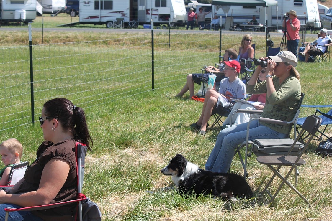 Hundreds of spectators gathered at the Johnston Dairy Farm Thursday through Sunday to watch the Lacamas Valley Sheepdog Trial.  The Camas site has hosted the event for the past seven years.